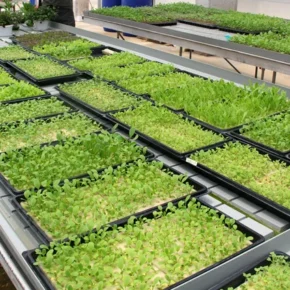 godovoy-plan-chatgpt-14-seedling-trays 