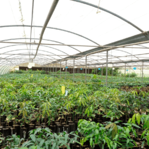 godovoy-plan-chatgpt-15-shade-nursery 